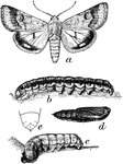 "False bud worm or cotton boll worm (Heliothis armiger): a, adult moth; b, dark full-grown larva; c, light-colored full-grown larva; d, pupa- natural size." -Department of Agriculture, 1899