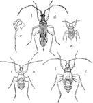 "The 'leaf bug' (Dicyphus minimus): a, newly hatched; b, second stage; c, nymph; d, adult; e, head and beak from side--enlarged (original)." -Department of Agriculture, 1899