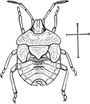 The stink bug, or Euschistus variolarius, at the nymph stage.