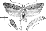 "Tobacco split worm: adult moth above; larva below at right; pupa below at left, with side view of enlarged anal segment." -Department of Agriculture, 1899