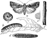 "Peridromia saucia: a, adult; b, c, d, full-grown larvae; e, f, eggs." -Department of Agriculture, 1899