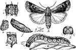 "Agrostis annexa: a, larva; f, pupa; h, adult." -Department of Agriculture, 1899