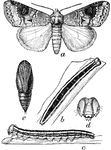 "Mamestra legitima: a, adult; b, larva from above; c, same from side; d, head of same from front; e, pupa." -Department of Agriculture, 1899