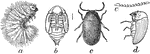 "The cigarette beetle: a, larva; b, pupa; c, adult; d, side view of adult; e, antenna." -Department of Agriculture, 1899