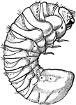 The larva of the drugstore beetle.