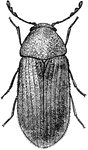 The adult of the drugstore beetle.