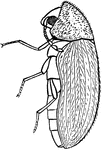 The adult of the drugstore beetle, side view.