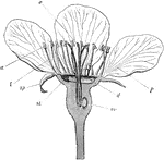 "Enlarged section of a Bartlett pear flower: st, style; sp, sepal; f, filament; a, anther; s, stigma; p, petal; d, disk; ov, ovule." -Department of Agriculture, 1899