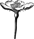 The flower of the Bartlett pear.