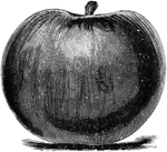"Baldwin apple cross pollinated with pollen of the Bellflower apple." -Department of Agriculture, 1899