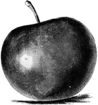 "Large specimen of self-pollinated Baldwin apple." -Department of Agriculture, 1899