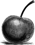 "Small specimen of self-pollinated Baldwin apple." -Department of Agriculture, 1899
