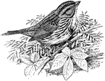 The song sparrow, Melospiza fasciata.
