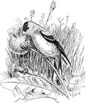 The goldfinch, Astragalinus tristis.