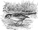 The lark finch, chondestes grammacus.