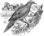 The mourning dove, Zenaidura macroura.