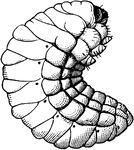 The larva form of the pea weevil, Bruchus pisorum.
