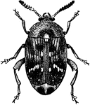 The adult form of the pea weevil, Bruchus pisorum.