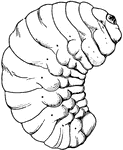 The larva of the bean weevil, Bruchus obtectus