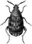 The adult beetle of the bean weevil, Bruchus obtectus.
