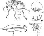 The eggs and side view of the bean weevil, Bruchus obtectus.
