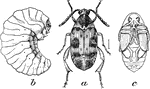 "Bruchus 4-maculatus: a, beetle; b, larva; c, pupa." -Department of Agriculture, 1899