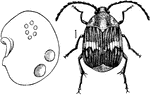 "Spermophagus pectoralis: weevil at right; Mexican bean at left showing: below, holes made by beetle in egress: above, a group of eggs." -Department of Agriculture