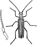 "Macrobasis unicolor: female beetle at right; male antenna at left." -Department of Agriculture, 1899