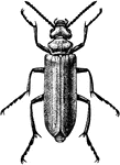 Female Nuttall's Blister Beetle, Cantharis nuttalli.