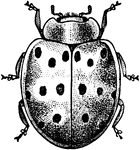 The beetle of the bean ladybird, Epilachna corrupta.