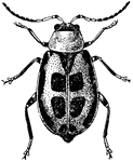 The adult of the bean leaf-beetle, Cerotoma trifurcata.