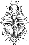 The pupa of the bean leaf-beetle, Cerotoma trifurcata.