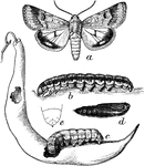 "Heliothis armiger: a moth; b, dark larva; c, lighter larva entering pod; d, pupa; e, last segment of same, ventral view." -Department of Agriculture, 1899