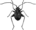 The brachypterous female of the Halticus uhleri, or plant-bug.