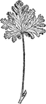 The leaves of the common rose geranium, Pelargonium capitatum.