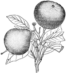 Two forms of the fruit, the bergamot orange.