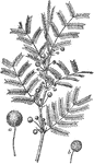 "Cassie or opoponax (Acacia farnesiana): a, head of opened flowers; b, head of unopened flowers." -Department of Agriculture, 1899
