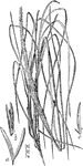 "Beach grass (Ammophila arenaria): a, empty glumes; b, floret; c, palea." -Department of Agriculture, 1899