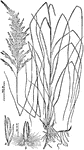 "Sand grass (Calamovilfa longifolia): a, spikelet; b, spikelet, empty glumes removed." -Department of Agriculture, 1899