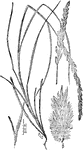 "Yellow lyme grass (Elymus flavescens): a, empty glumes; b, spikelet, empty glumes removed." -Department of Agriculture, 1899