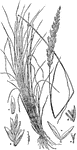 "Sand blue grass (Poa leckenbyi): a, empty glumes; b, spikelet, empty glumes removed; c, floret; d, palea and stamens; e, pistil." -Department of Agriculture, 1899