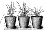 Seedlings of "a and b, Creeping Bent (Agrostis stolonifera); c, Rhode Island Bent (Agrostis canina)." -Department of Agriculture, 1899