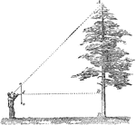 A man measuring the height of a tree by determining the angle and how far away he is standing.