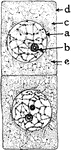 "A, embryonic cells from onion root tip; d, plasmatic membrane; c, cytoplasm; a, nuclear membrane enclosing the thread-like nuclear reticulum; b, nucleolus; e, plastids (black dots scattered about)." -Stevens, 1916