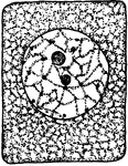 First stage in plant cell division: Protophase 1; "Resting cell ready to begin division." -Stevens, 1916