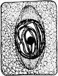 Third stage in plant cell division: Protophase 3; "The nuclear thread has divided longitudinally throughout the middle, and the spindle fibers have become more definite." -Stevens, 1916