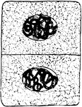Ninth and final stage in plant cell division: "A nuclear membrane has been formed about each daughter nucleus, and the dividing cell-wall is complete." -Stevens, 1916