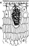 "Cross section of a portion of leaf of Ficus elastica showing the multiple epidermis from e to a inclusive; c, cystolith; b, palisade parenchyma; d, spongy parenchyma." -Stevens, 1916