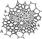 Types of vascular bundles: "A, the concentric type, with xylem, k, surrounding the phloem, h." -Stevens, 1916