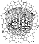 Types of vascular bundles: "B, the collateral type, with phloem, h, standing in front of the xylem, k." -Stevens, 1916